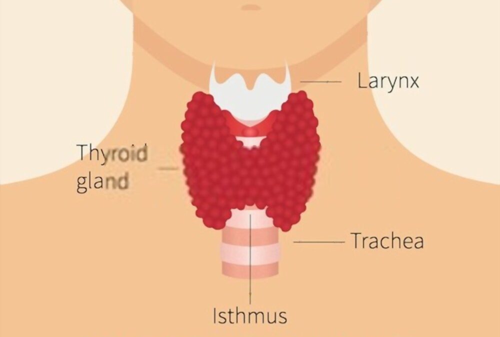 some of the important things you should know about thyroid glands.
