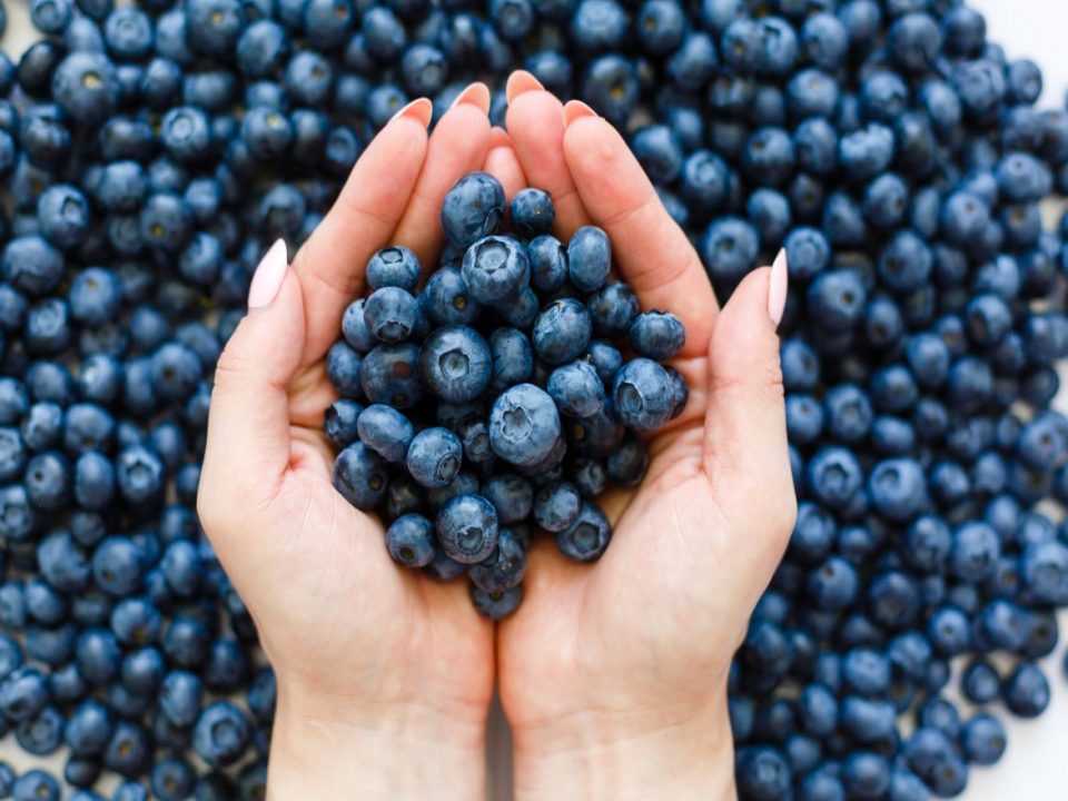 Fun Facts About Blueberries