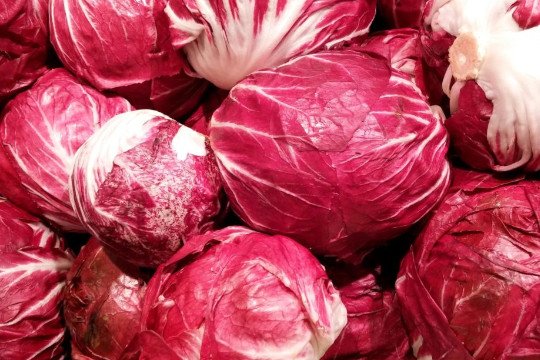 fun facts about cabbage