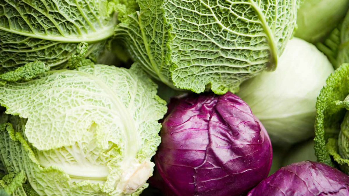 fun facts about cabbage