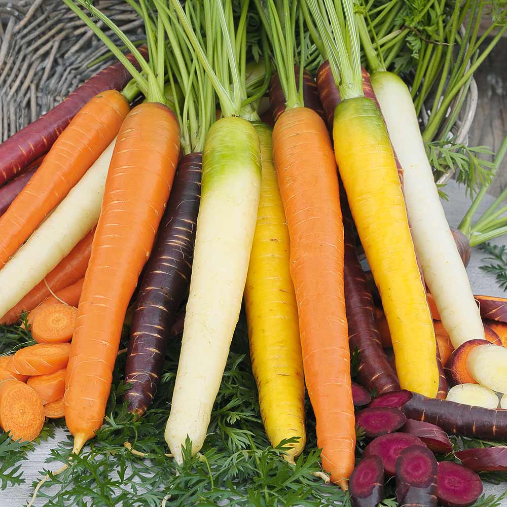 fun facts about carrots